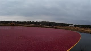 Cranberry Harvest 2014 Corralling and Picking up the Berries [upl. by Ennirac812]