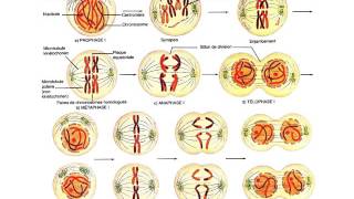 GENETIQUE Cytogénétique [upl. by Haroppizt302]