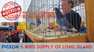 The Best PIGEON Auction  Long Island NY [upl. by Hussar]