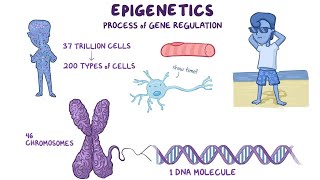 Epigenetics  The Key to Understanding Disease Development 5 Minutes [upl. by Esac]