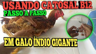 Como Aplicar CATOSAL no GALO Vitamina para muda de penas e muito maisFala ae Sial [upl. by Ormand]