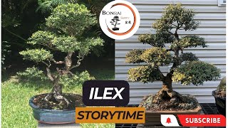 20 years old Ilex  The Bonsai Supply Logo Tree [upl. by Eicyal]