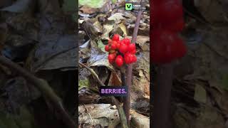 Jack in the Pulpit Berries plants flowers wildflowers nature botany biology nature [upl. by Bonnette]