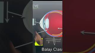 Image always at retina Human eye class 10 ciliary muscles shorts short ytshorts youtubeshorts [upl. by Buna]