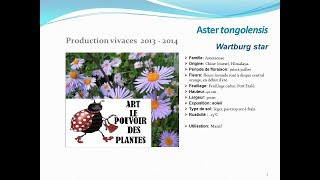 Aster tongolensis wartburg star plante vivace [upl. by Vasili]