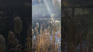 Morning dog walk to the pond ponds dog doglover fall autumn nature outdoors outside shorts [upl. by Graniela]