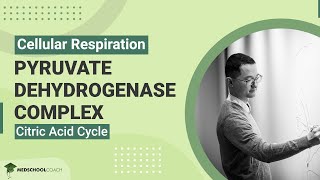 Pyruvate Dehydrogenase Complex and Citric Acid Cycle [upl. by Niawd615]