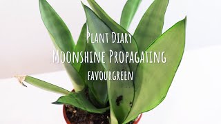 Plant diary How to propagate Sansevieria Moonshine  Moonshine Snake Plant Propagation [upl. by Quent]