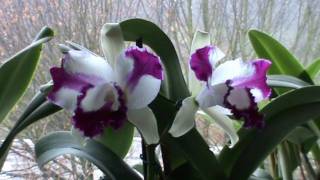 Cattleya  Lc Taiwan Beauty CM1 [upl. by Ylerebmik]