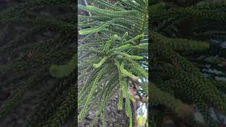 Araucaria Columnaris quotCook Pinequot [upl. by Stefa]