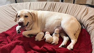 FIRST Morning of Life Newborn Labrador Puppies DAY 2 [upl. by Berkman13]