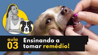 9 REMÉDIOS CASEIROS para TOSSE em CÃES 🐶✅ Recomendado por Veterinários [upl. by Nylzor405]