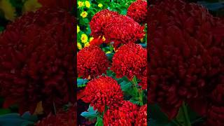 Red Chrysanthemums😍shortshortvideo redflowers shorts [upl. by Emia]