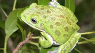 Barking Tree Frog Sounds [upl. by Hagar517]