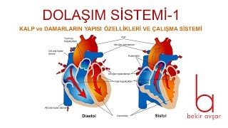 YKS DOLAŞIM SİSTEMİ1 KALP ve DAMARLARIN YAPISI ÖZELLİKLERİ ÇALIŞMA SİSTEMLERİ [upl. by Furey965]