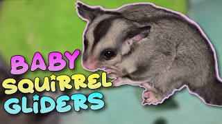 Baby Australian Squirrel Gliders [upl. by Marwin]