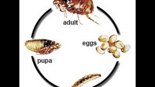 LIFE CYCLE OF THE FLEA [upl. by Corbie]