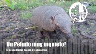 GOPRO PELUDO EN SANTA CATALINA by Aventura Natural [upl. by Moth]