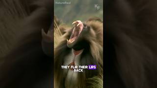 Gelada Baboon  The Scariest Looking Herbivore on Earth [upl. by Hirai295]