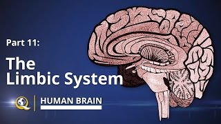 Limbic System  Human Brain Series  Part 11 [upl. by Beisel]