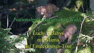 Nationalpark BayerWald Luchs Babys auf Entdeckungstour  Bobcat Babys discovering [upl. by Meekyh]