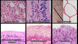 Identifying Epithelium  Review and Practice Questions [upl. by Aneekas]