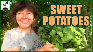 Sweet Potatoes  How To Plant Sweet Potatoes In A Raised Bed Garden [upl. by Gass]