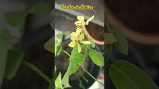 creeper plant Galphimia and water plant japonica gardeninvenice home youtubeshorts [upl. by Nageem]