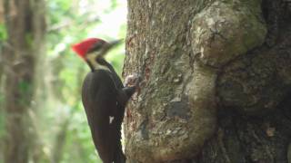 Pileated Woodpecker in HD [upl. by Solon115]