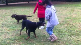 Crazy Doberman attacks owner [upl. by Annaul]