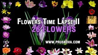 Flowers Timelapse II [upl. by Aissyla830]