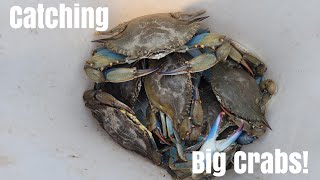 How to catch big crabs in South Jersey I went back to Fairfield Twp NJ in Delaware Bay 6123 [upl. by Lucchesi]