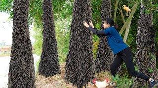 Harvesting Bo Ket Fruit Gleditsia Fruit Goes to the market sell amp Cooking  Luyến  Harvesting [upl. by Aleira]