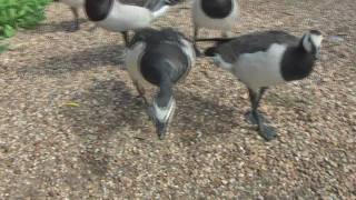 Barnacle GeeseBranta LeucopsisUK [upl. by Radferd791]