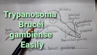 How to draw Trypanosoma Brucei gambiense diagram very easy way pencil drawing [upl. by Akili141]