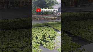 Arowana Fish Farm Visit  Arowana Breeding Farm In Indonesia  Fish Farm Tour by Blessings Aquarium [upl. by Abdu]