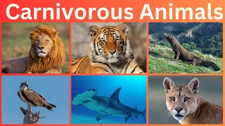 Carnivorous Animals  Predators of the Wild  Meat Eating Animal Names [upl. by Eirojam]