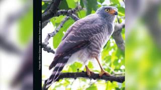 Guía Sonora de Aves  Alto San Miguel Rupornis magnirostris Gavilán Caminero [upl. by Surad]