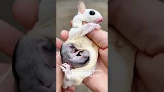 A Glimpse Inside the Sugar Glider Pouch [upl. by Annmarie346]