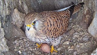 Kestrel Lays Egg then Proudly Claims It Shorts [upl. by Skardol816]