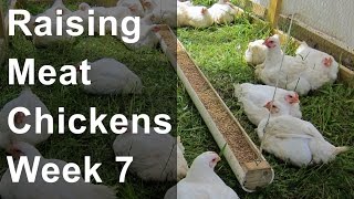 Raising Chickens For Meat Week 7 of 8 Why do this [upl. by Nakada541]