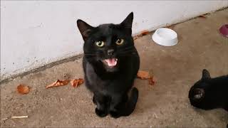 Black Cat Meowing for Treats [upl. by Ymrots]