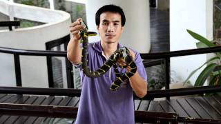 Banded Krait and Mangrove Snakes  Two Venomous Snakes from Thailand [upl. by Anila]