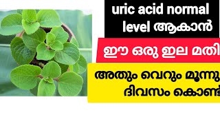 uric acid എങ്ങനെ പൂർണമായും മാറ്റം  Home Remedy treatment for uric acid  uses of panikoorkka leaves [upl. by Bebe]