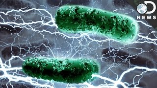 Can Bacteria Live Off Electricity [upl. by Reginnej]