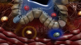 Immunology of the Lung [upl. by Darill]