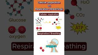 Cellular respiration Vs Respiration 🌬️🧬 cellularrespiration shorts ytshorts [upl. by Norac]