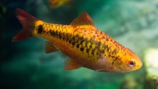 Species Profile  31 The Golden Barb Barbodes semifasciolatus [upl. by Bruckner]