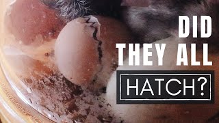 Hatching Chicken Eggs in a Brinsea Incubator [upl. by Eiveneg]