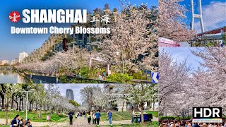 Downtown Shanghai Cherry Blossoms 2024 🌸 A Day Tour of Famous Sites  4K HDR [upl. by Cohin]